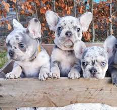 healthy French bulldog puppies for sale.