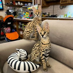 Dostępne kocięta sawanna karakal ocelot serval bengal